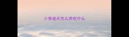 小泰迪犬怎么养吃什么