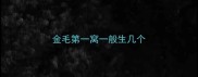 金毛第一窝一般生几个