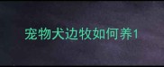 宠物犬边牧如何养