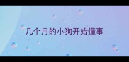几个月的小狗开始懂事