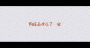 狗疫苗冰冻了一会