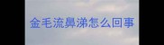 金毛流鼻涕怎么回事