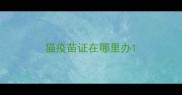 猫疫苗证在哪里办