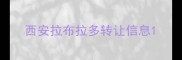 西安拉布拉多转让信息