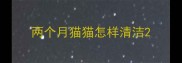 两个月猫猫怎样清洁