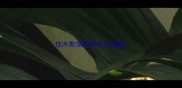 佳木斯宠物狗市场在哪