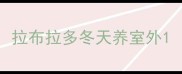 拉布拉多冬天养室外