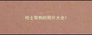 哈士奇狗的照片大全