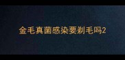 金毛真菌感染要剃毛吗