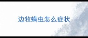 边牧螨虫怎么症状