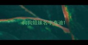 狗狗姐妹名字泰迪