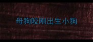 母狗咬刚出生小狗