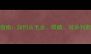 边牧幼犬选购指南如何从毛发眼睛耳朵判断健康与性格