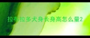 拉布拉多犬身长身高怎么量