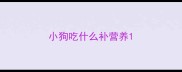小狗吃什么补营养