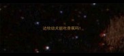 边牧幼犬能吃香蕉吗