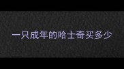 一只成年的哈士奇买多少