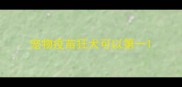 宠物疫苗狂犬可以第一