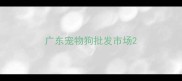 广东宠物狗批发市场