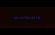 拉布拉多狗狗性格怎么样