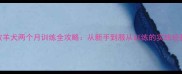 边境牧羊犬两个月训练全攻略从新手到服从训练的实战经验分享