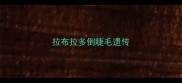 拉布拉多倒睫毛遗传