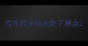 拉布拉多幼犬肚子黑点
