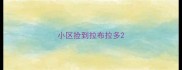 小区捡到拉布拉多