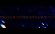 深圳宠物领养中心最新指南如何找到靠谱的流浪动物领养机构附本地10家优质收容所联系方式