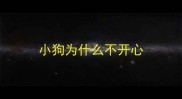 小狗为什么不开心