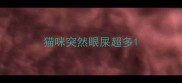 猫咪突然眼屎超多
