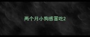 两个月小狗感冒吃