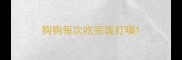 狗狗每次吃完饭打嗝