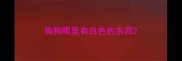 狗狗眼里有白色的东西