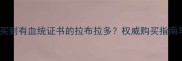 上海哪里能买到有血统证书的拉布拉多权威购买指南与领养攻略
