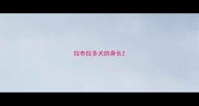 拉布拉多犬的身长