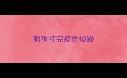 狗狗打完疫苗烦躁