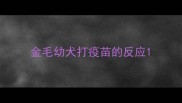 金毛幼犬打疫苗的反应