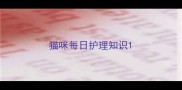 猫咪每日护理知识