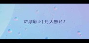 萨摩耶4个月大照片