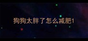 狗狗太胖了怎么减肥