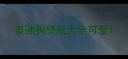 泰迪狗壁纸大全可爱