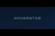 如何训练泰迪不乱跑