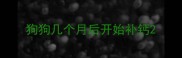 狗狗几个月后开始补钙