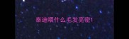 泰迪喂什么毛发亮密