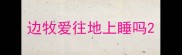 边牧爱往地上睡吗