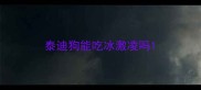 泰迪狗能吃冰激凌吗