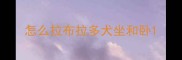 怎么拉布拉多犬坐和卧