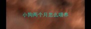 小狗两个月怎么喂养