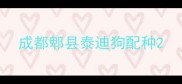 成都郫县泰迪狗配种